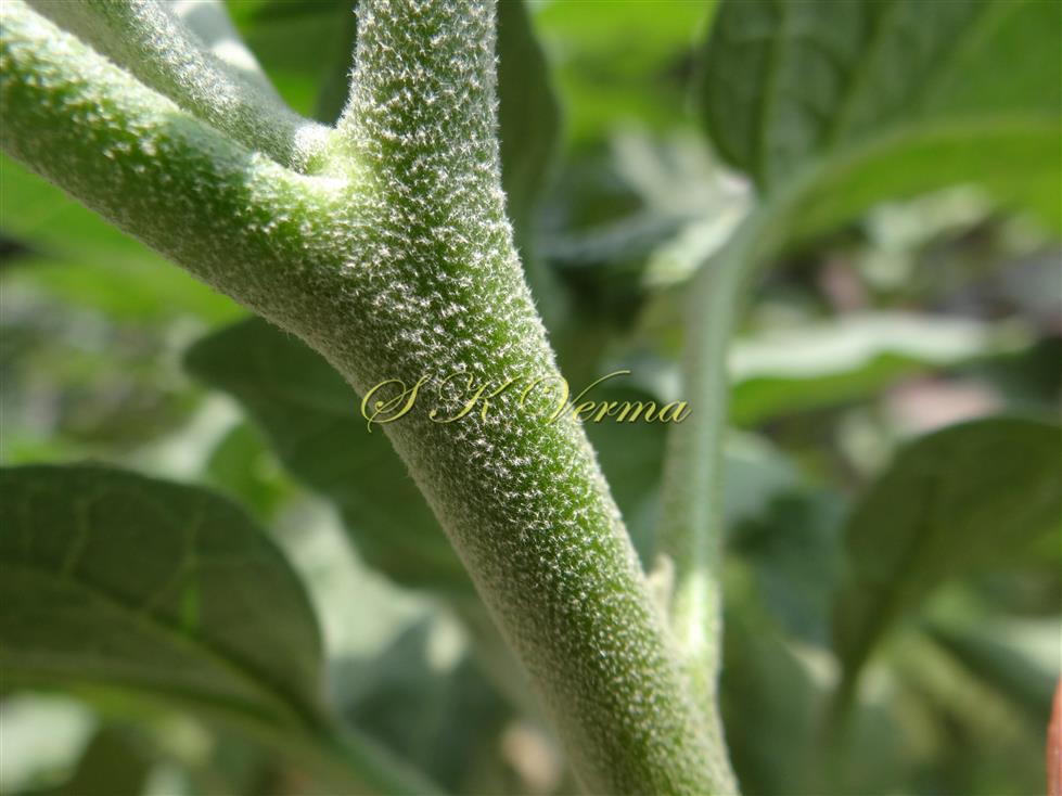 Stem with dense stellate pubescence